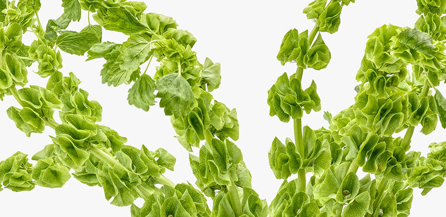 bells of ireland bestellen