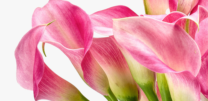 Boeket calla lelies bestellen
