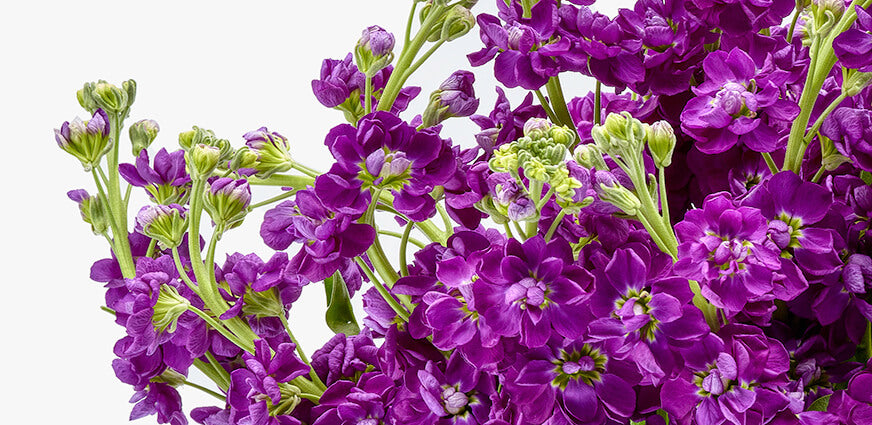 boeket violier bestellen