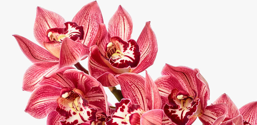 Cymbidium bestellen