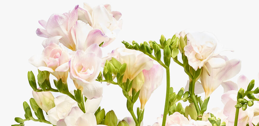 Freesia boeket bestellen