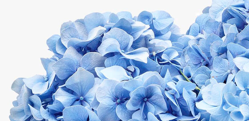 hortensia boeket bestellen