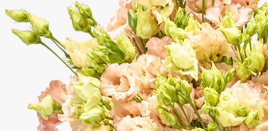 Lisianthus boeket bestellen