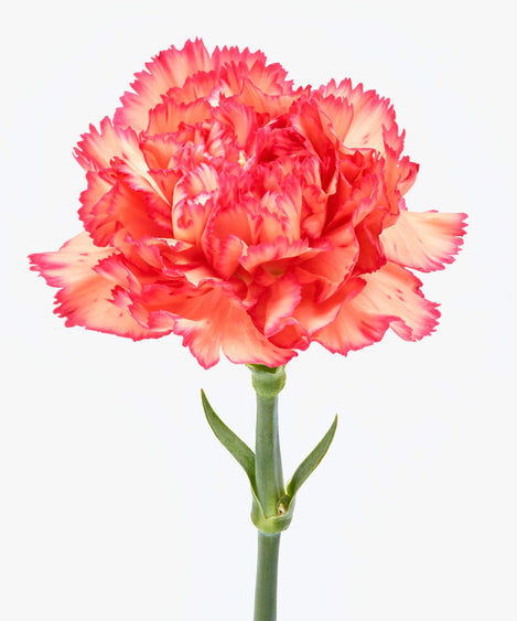 Flame Scarlet | Anjers Flame Scarlet | Anjers