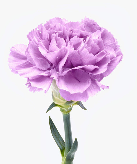 Puffy Lilac | Anjers paarse anjers boeket