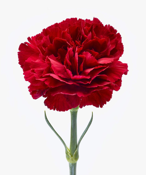 Maroon Red | Anjers boeket rode anjers