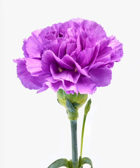 paarse anjers boeket