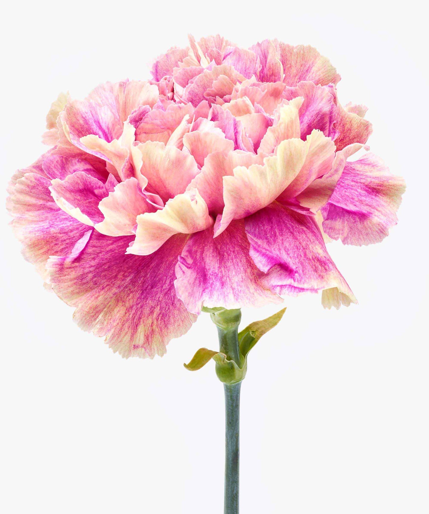 roze anjer close up